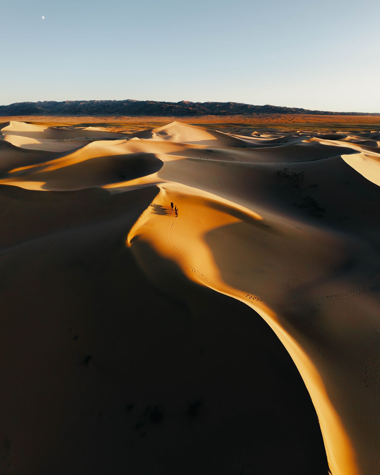 A rider and camels on the knife edge of a great dune at golden hour