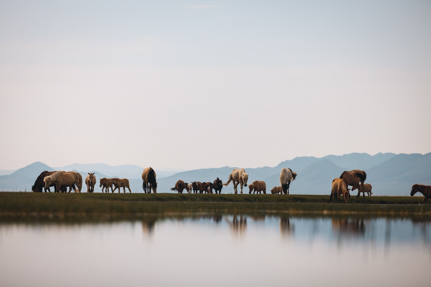 Horses along the edge of still water, mountains beyond