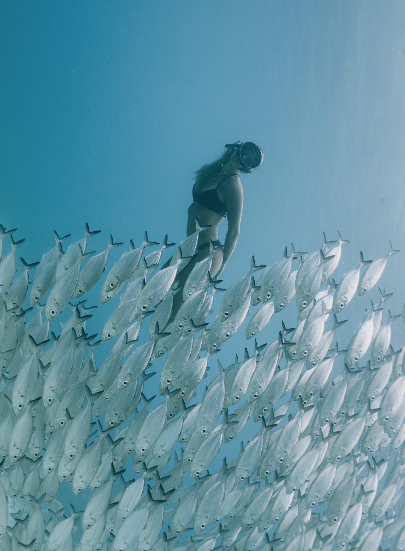 A freediver gliding above a school of silver fish