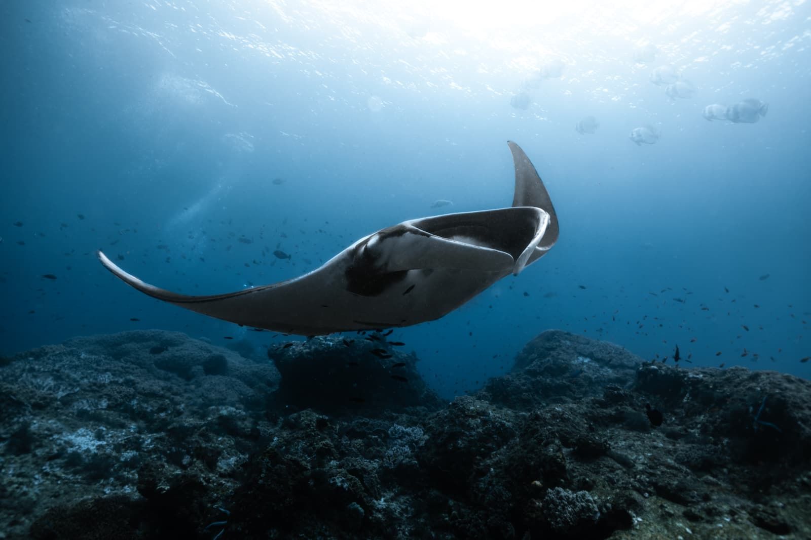 A manta ray gliding over a rocky reef in blue water