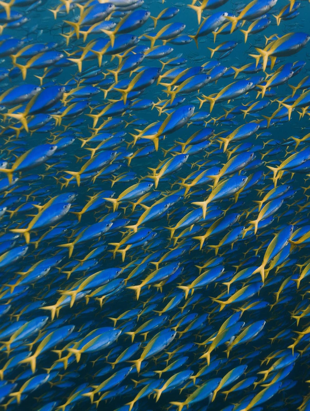 A dense school of blue and yellow fish filling the frame