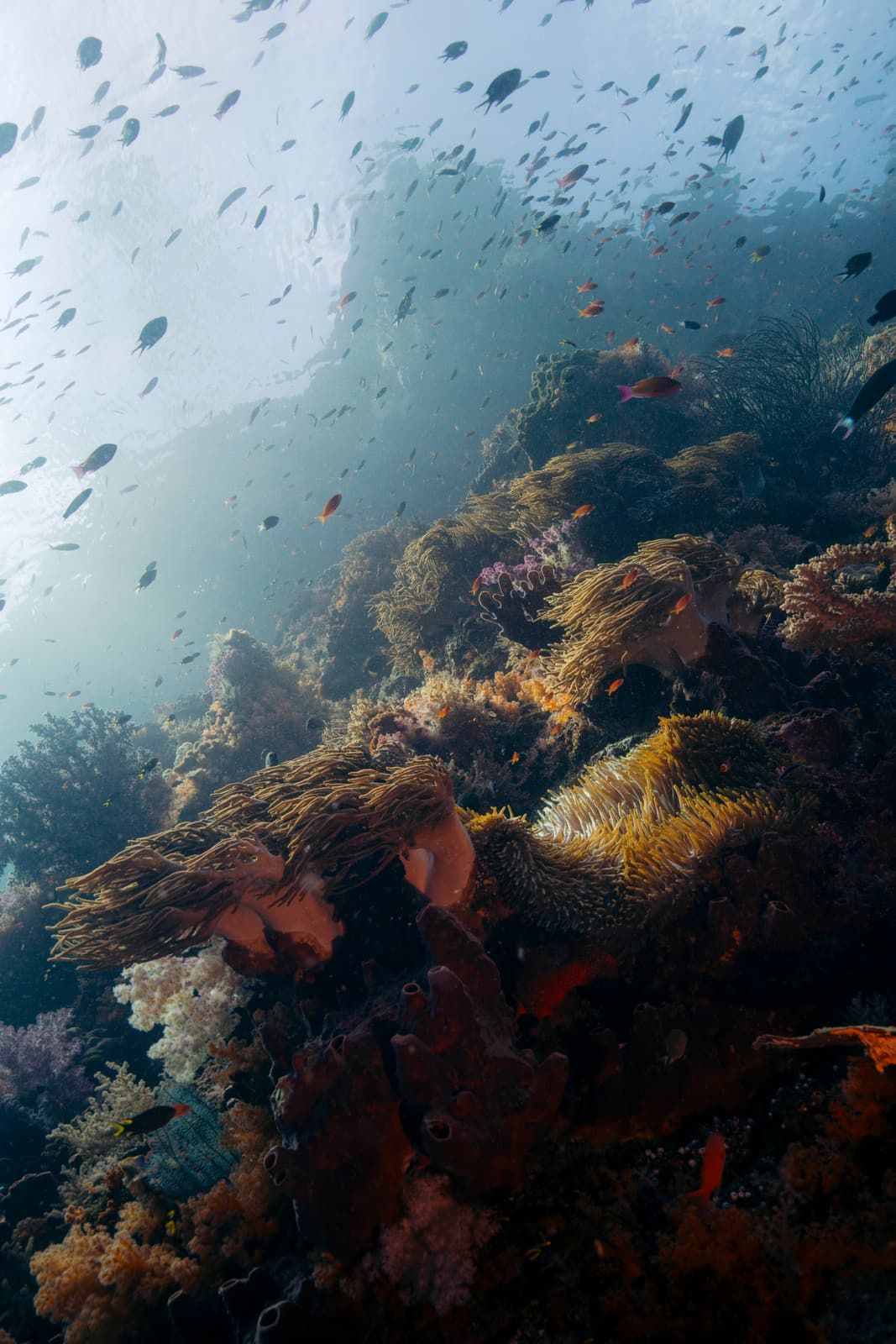 A coral reef wall with anemones, a haze of small fish above it