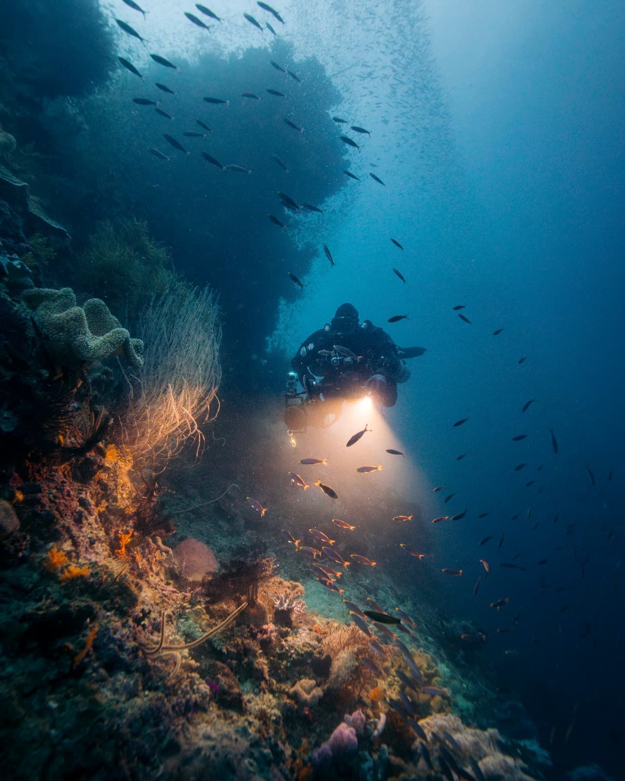 A diver with a torch beside a reef wall, soft coral glowing orange in the beam